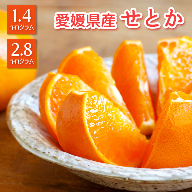 【3月より順次発送】<br>柑橘界の最高峰 愛媛県産せとか