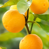 【2月発送】柑橘界の最高峰 愛媛県産せとか